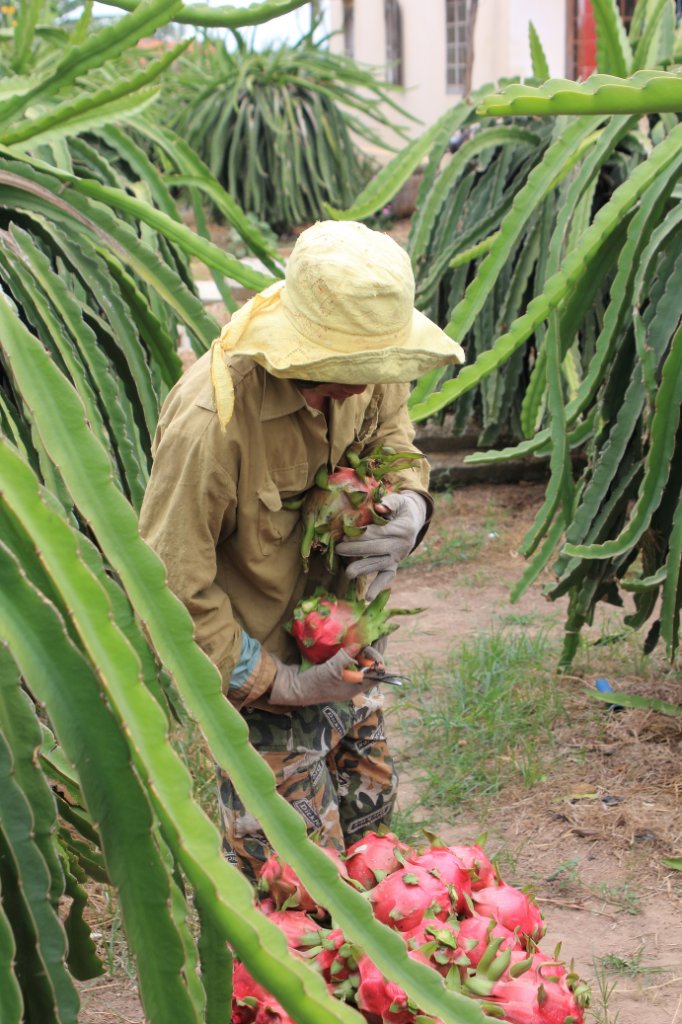 01-Picking dragon fruit.jpg - Picking dragon fruit